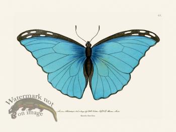 049 Butterfly Silver-Blue